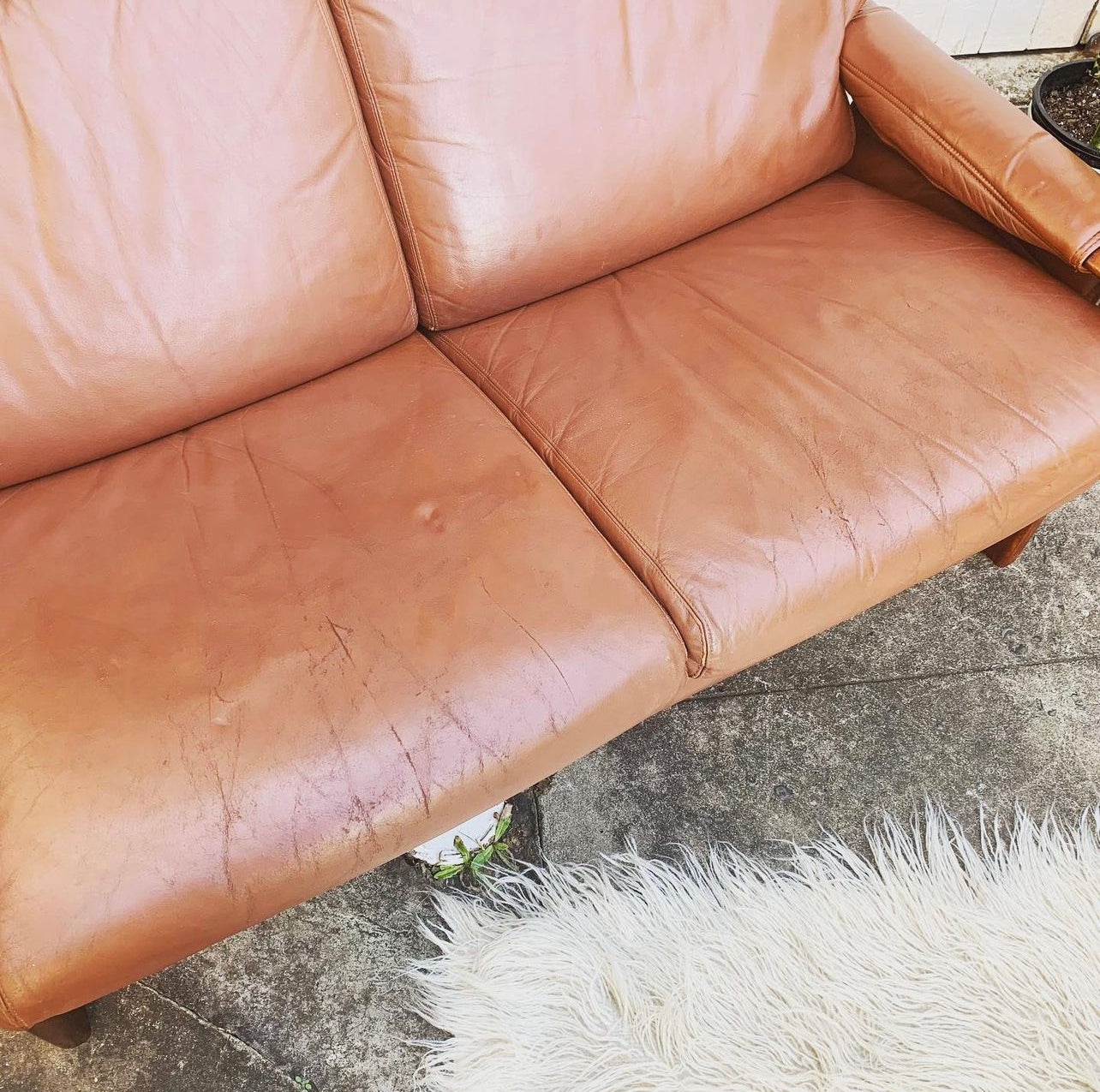 Mid Century Pair of Tessa T21, 2 Seater Couches in Genuine Leather, Designed by Fred Lowen, 60s Era